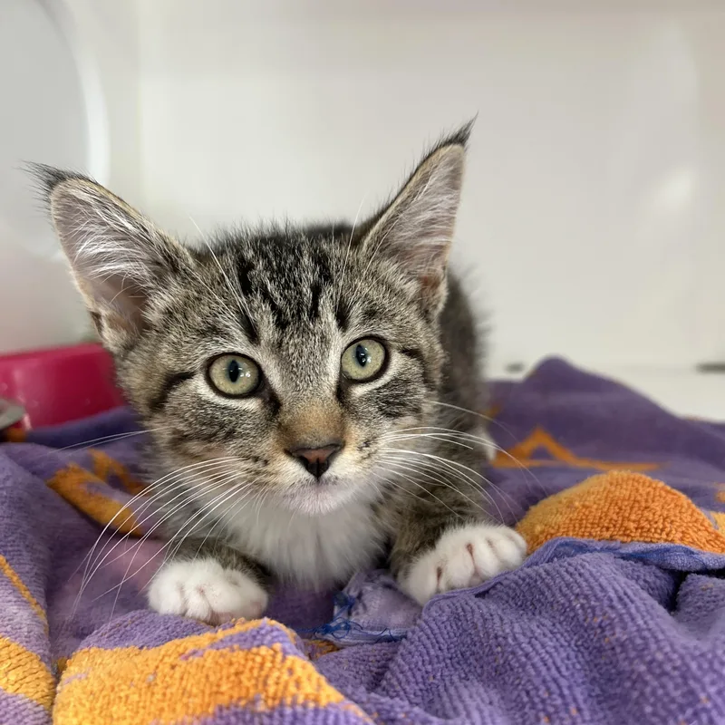 A baby medium-sized male Tabby (Brown / Chocolate) Domestic Short Hair cat named Burrito  of for adoption in La Grange Park, IL