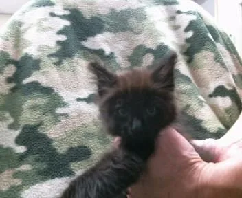 A baby small-sized male Domestic Medium Hair cat named Finch for adoption in Sacramento, CA