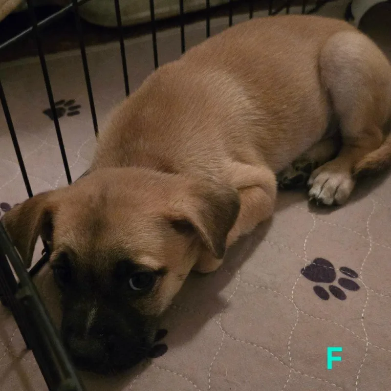 Fiona