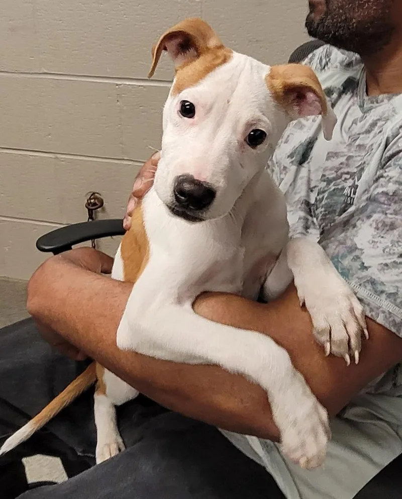 A baby small-sized male Jack Russell Terrier dog named Wolfman for adoption in Hopkinsville, KY
