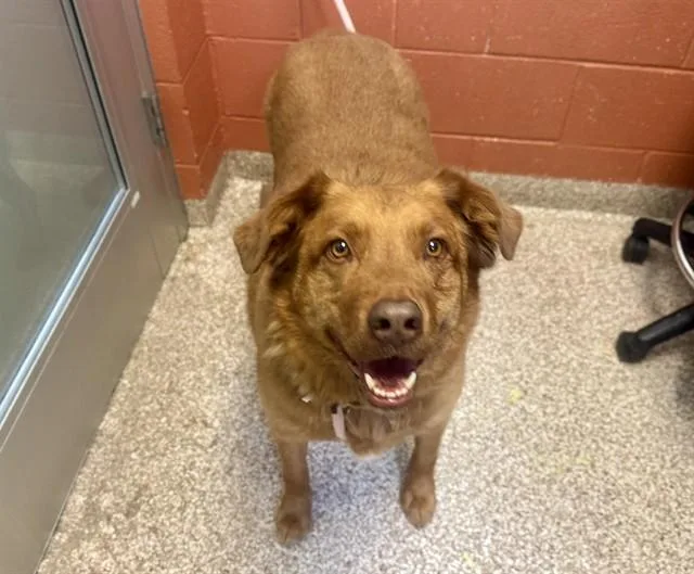 An adult large-sized male Golden Retriever dog named Deputy for adoption in Pueblo, CO