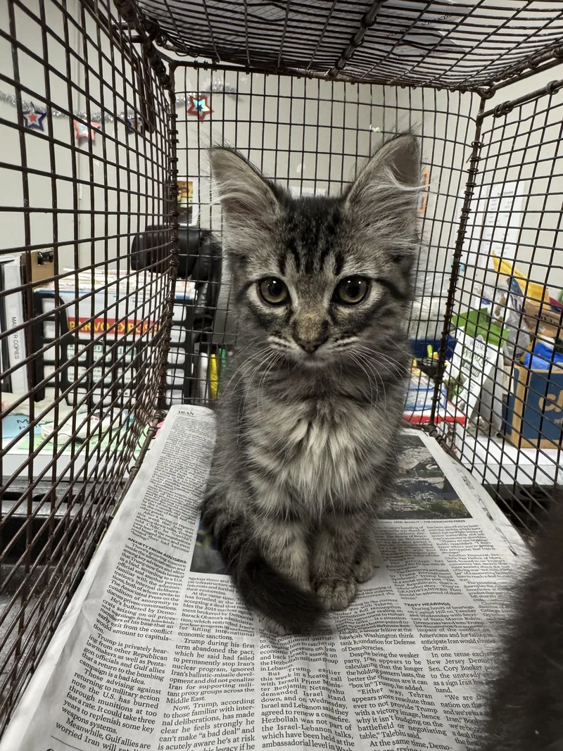 A baby small-sized female Domestic Medium Hair cat named Lark for adoption in Chatsworth, CA