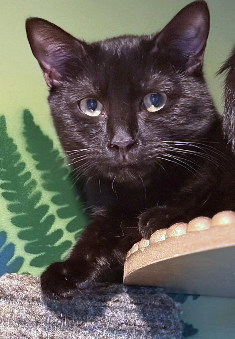A young medium-sized male American Shorthair cat named Pinto K for adoption in Trenton, NJ