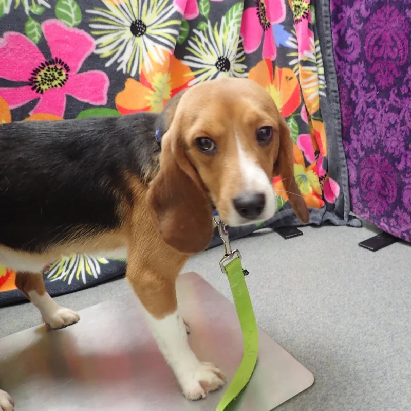 A young small-sized male Bicolor Beagle dog named Otis coming soon for adoption in Grayslake, IL