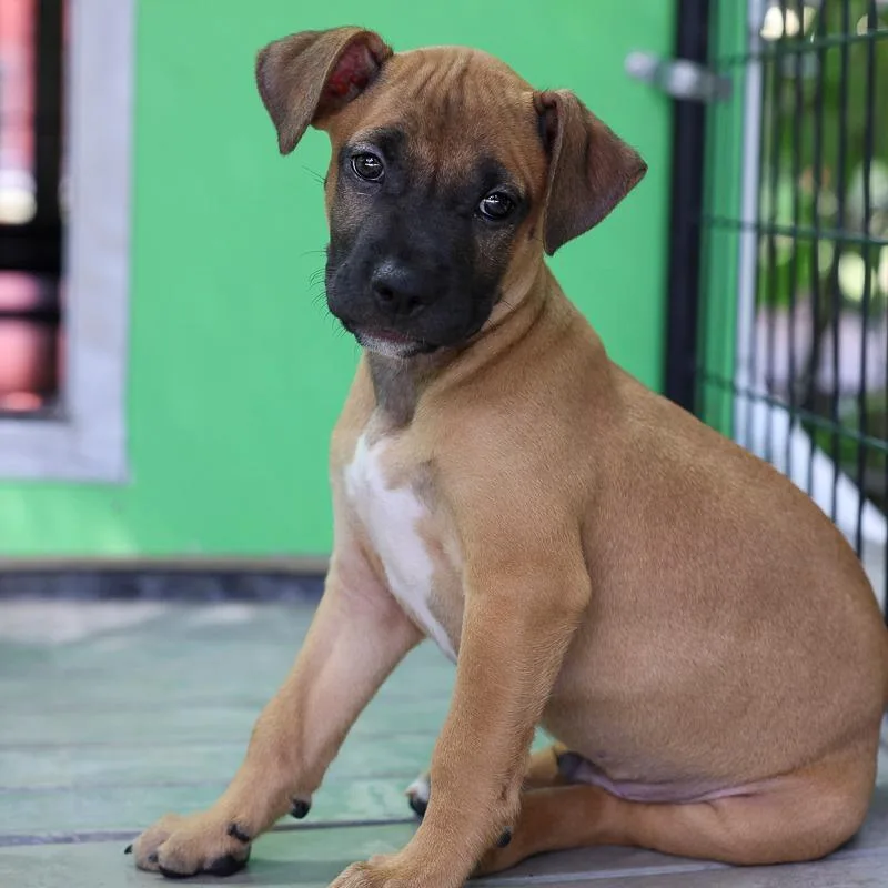 A baby medium-sized male Brown / Chocolate Pit Bull Terrier dog named Sterling for adoption in Bradenton, FL