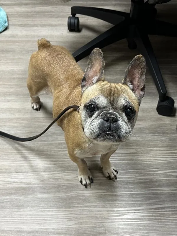 A senior medium-sized female French Bulldog dog named Henny for adoption in Oceanside, CA