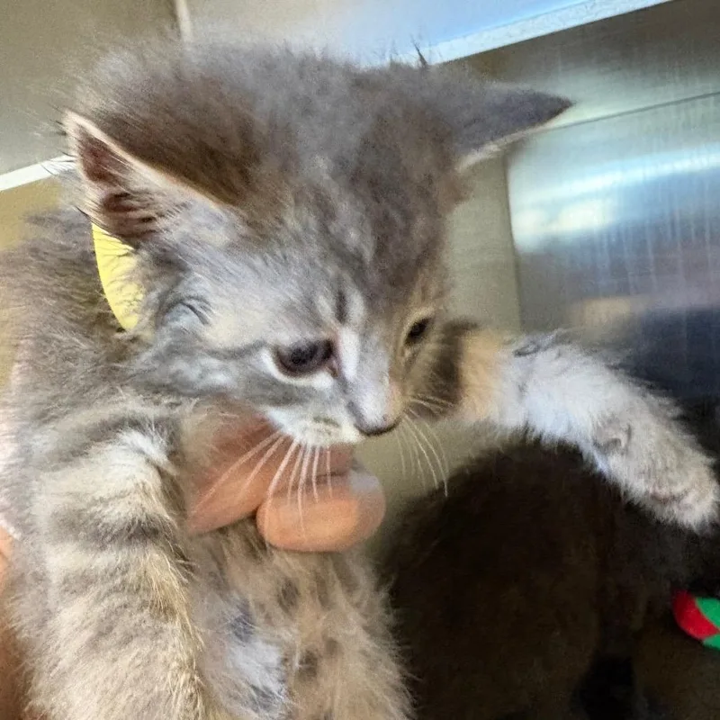 A baby small-sized female Gray / Blue / Silver Domestic Short Hair cat named Iono for adoption in Newark, NJ
