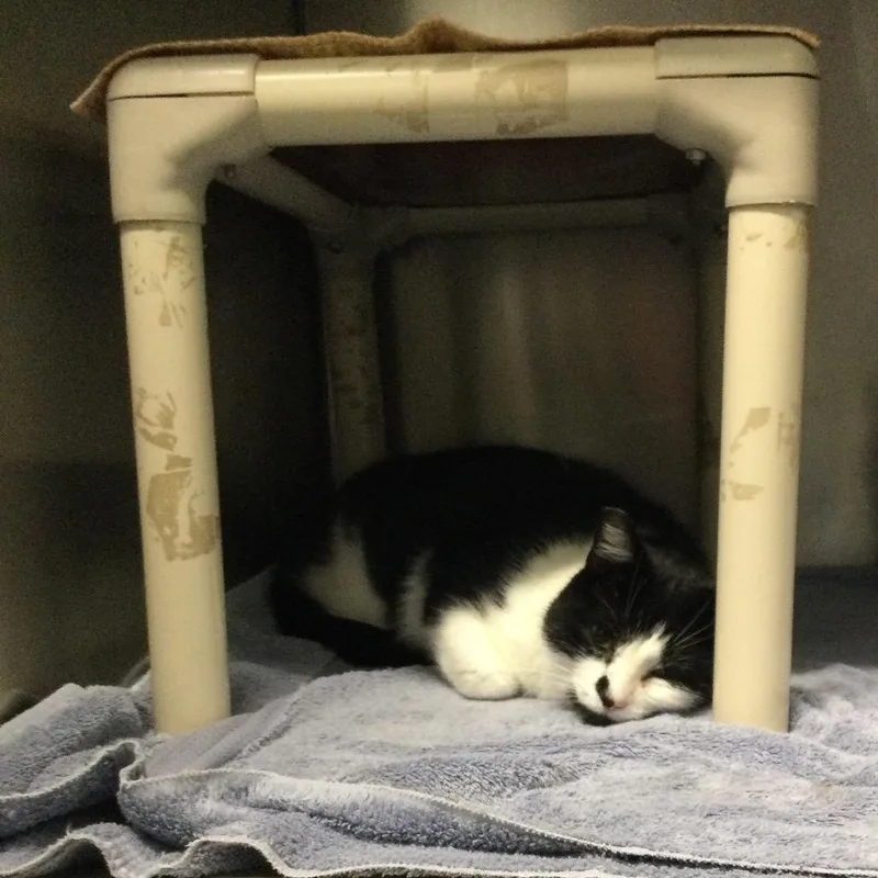 An adult large-sized male Black Domestic Short Hair cat named Gargamel for adoption in Marshall, VA