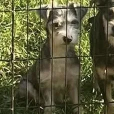 An adult small-sized male Terrier dog named Dusty for adoption in Prospect, KY