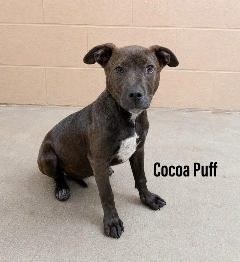 Cocoa Puff