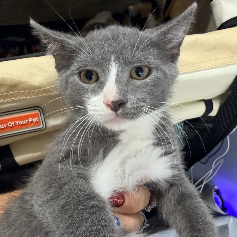A baby medium-sized male Domestic Short Hair cat named Chicken Nugget for adoption in Mount Vernon, IL