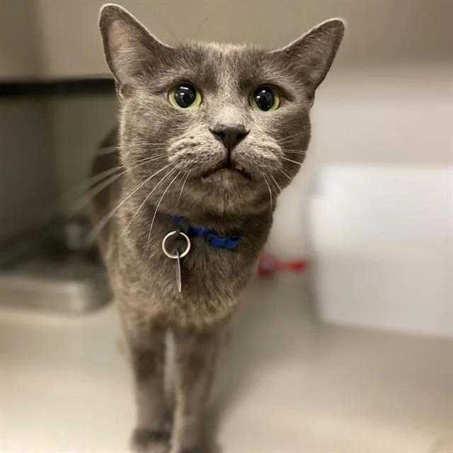 An adult medium-sized female Domestic Short Hair cat named Yara for adoption in Aurora, CO