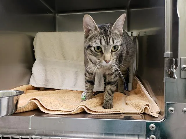 A young small-sized female Domestic Short Hair cat named Spoon for adoption in Omaha, NE