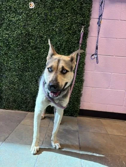 A baby medium-sized female Black Shepherd dog named Zoe for adoption in El Paso, TX