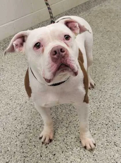 An adult extra large-sized female White / Cream Pit Bull Terrier dog named Norma for adoption in Kansas City, MO