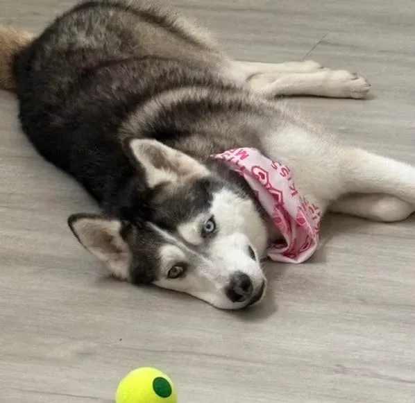 A young medium-sized female Black Husky dog named Hope for adoption in West Palm Beach, FL