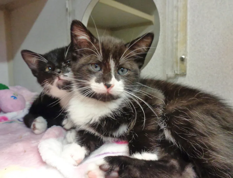A baby small-sized female Black & White / Tuxedo Domestic Short Hair cat named Humor & Comedy for adoption in Delhi, NY