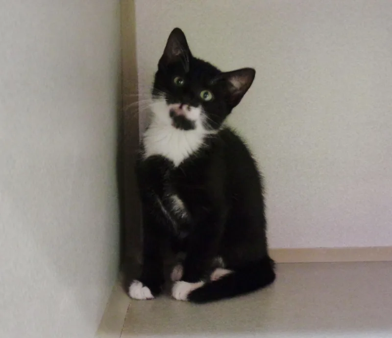 Humor & Comedy thumbnail 6