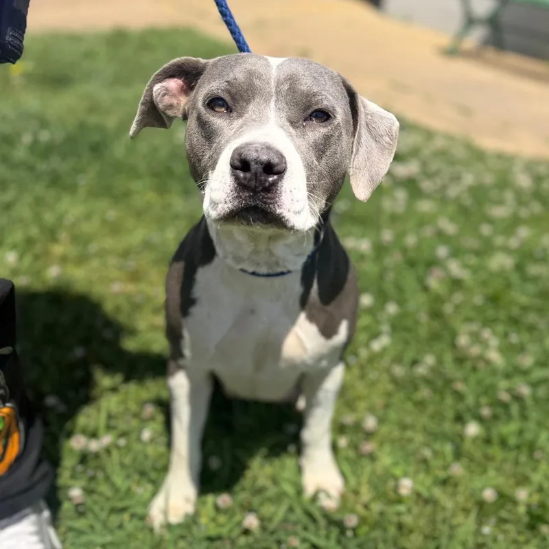 An adult medium-sized female Gray / Blue / Silver Mixed Breed dog named Marge for adoption in Corinth, MS