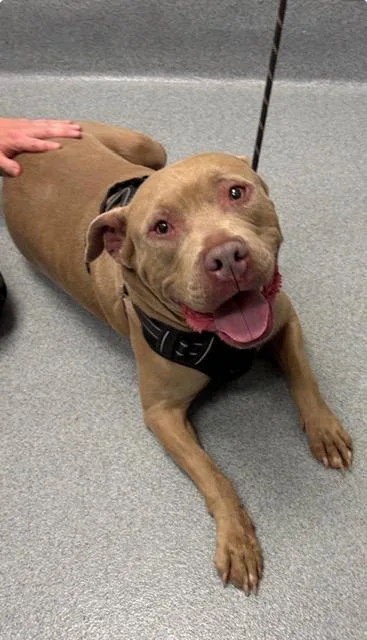 An adult medium-sized male Pit Bull Terrier dog named Butters for adoption in Indianapolis, IN
