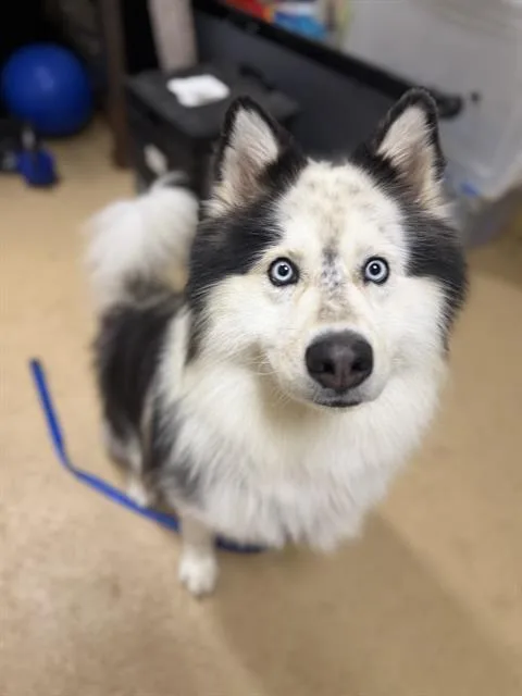 An adult large-sized male Samoyed dog named A for adoption in Chula Vista, CA