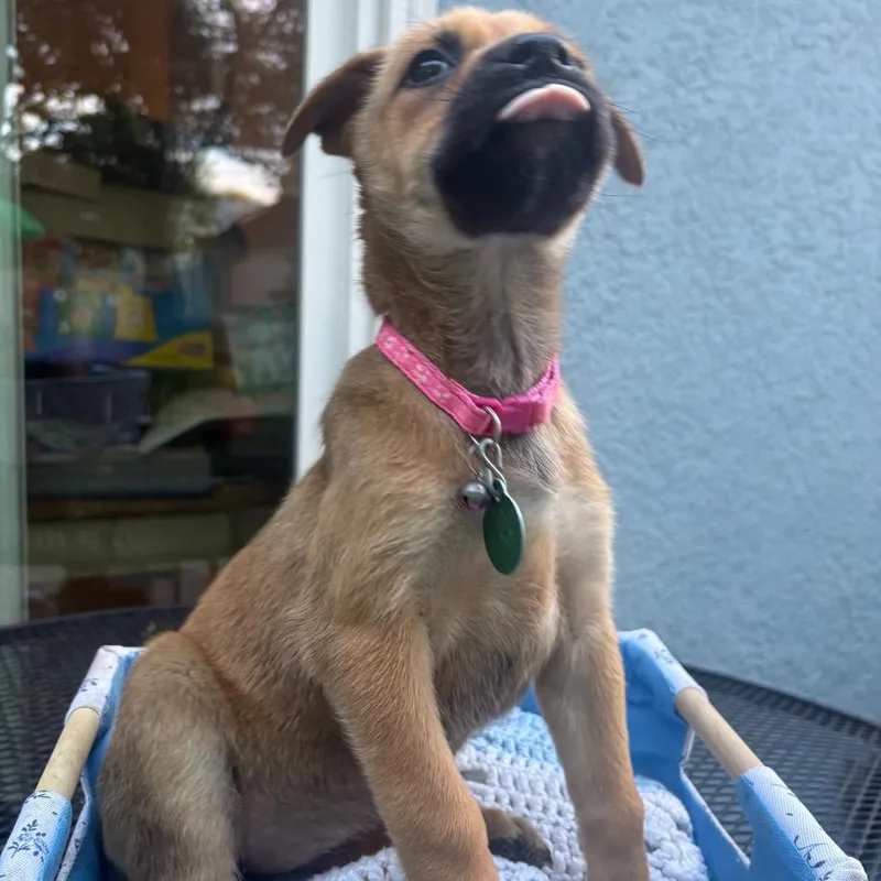 A baby small-sized female Brown / Chocolate Mixed Breed dog named Top Hat for adoption in Buffalo, MN
