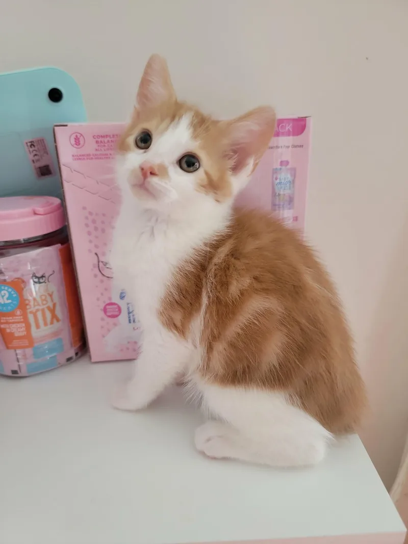 A baby medium-sized male Orange & White Domestic Short Hair cat named Simeon for adoption in Holbrook, NY