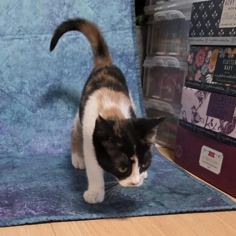 Patches thumbnail 2