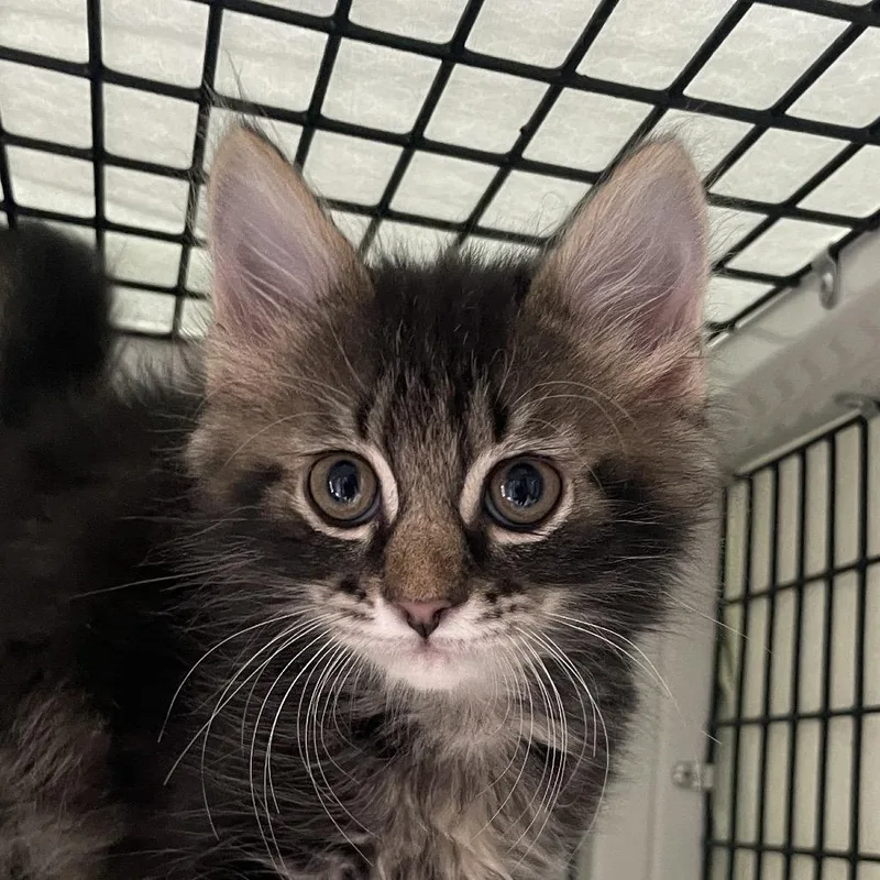 A baby small-sized male Brown / Chocolate Domestic Medium Hair cat named Dock for adoption in Chicago, IL