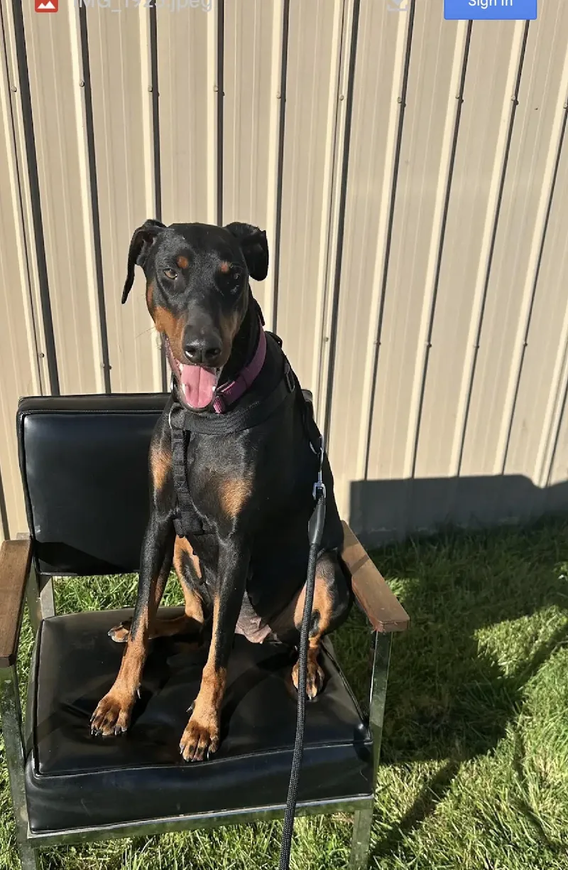 A young medium-sized female Doberman Pinscher dog named Pearl for adoption in White Lake, MI