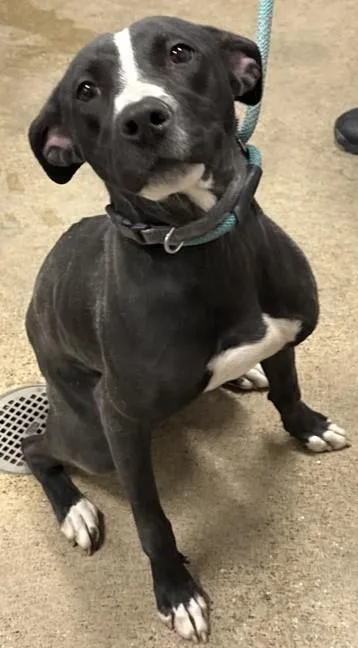 Lemonade thumbnail 2