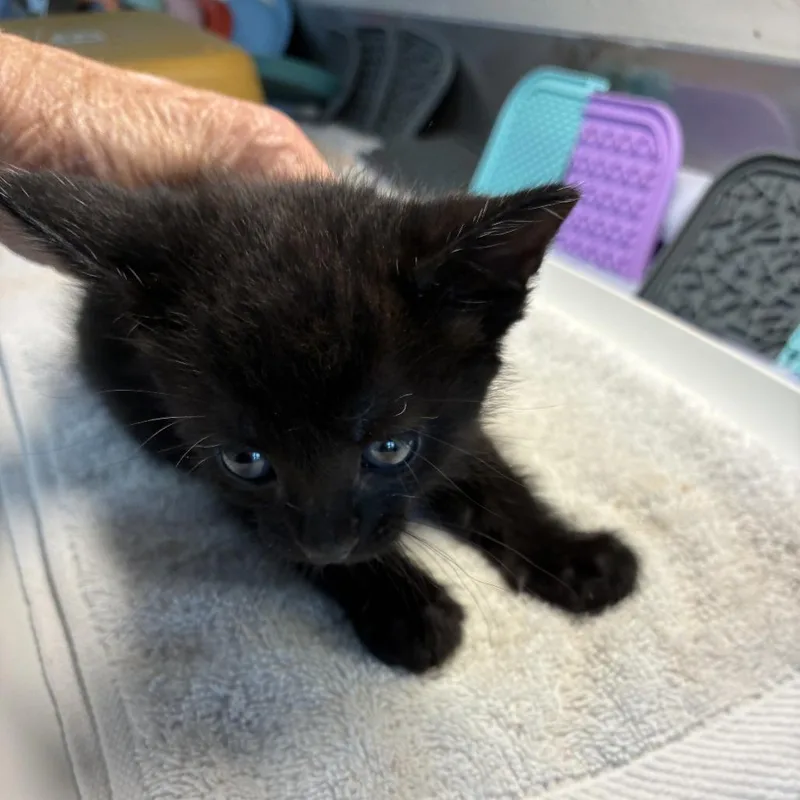 A baby small-sized female Black Domestic Short Hair cat named Linguini for adoption in Ponca City, OK