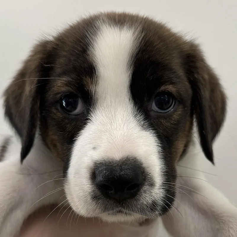 A baby small-sized female White / Cream Mixed Breed dog named Lexington for adoption in Middletown, RI