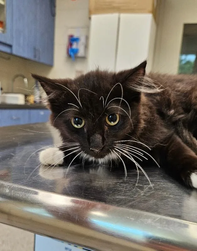 A young medium-sized female Black & White / Tuxedo Domestic Medium Hair cat named Road Runner for adoption in Disputanta, VA