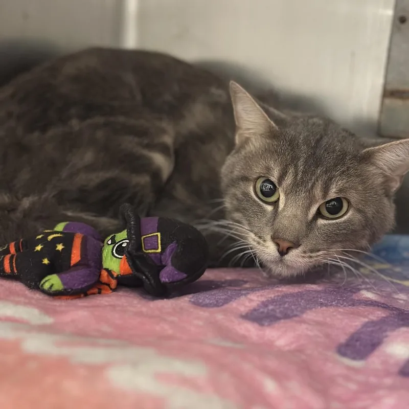 An adult small-sized male Gray / Blue / Silver Domestic Short Hair cat named Garrett for adoption in Matteson, IL