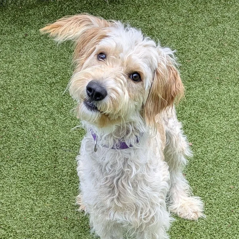 A young medium-sized male Yellow / Tan / Blond / Fawn Poodle dog named Kyle for adoption in Charlottesville, VA