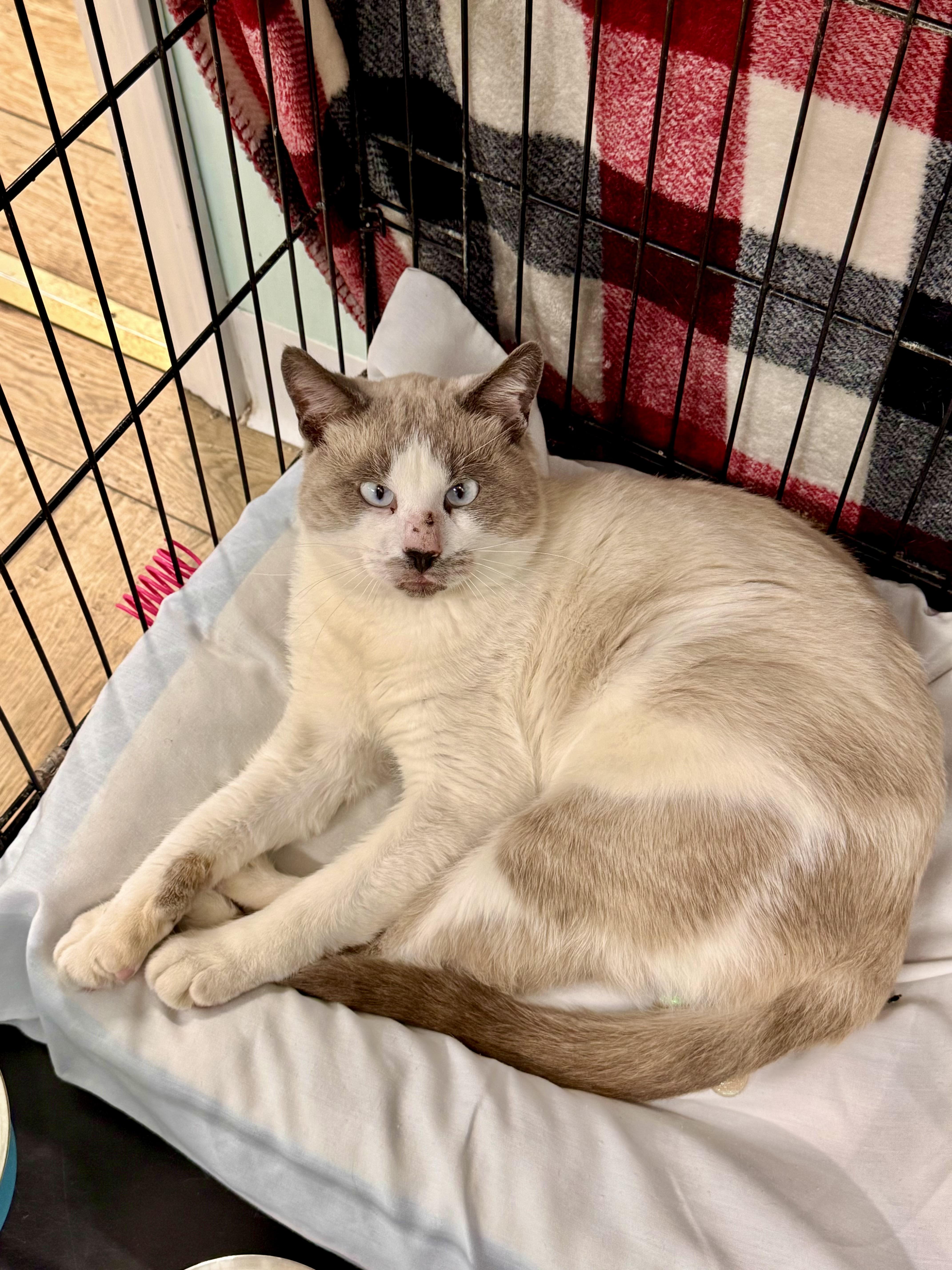 An adult medium-sized male Seal Point Siamese cat named Clarence for adoption in Scottsburg, IN