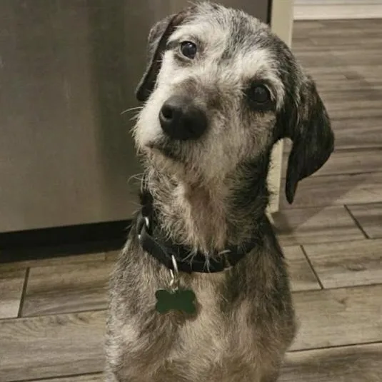 A senior medium-sized male Terrier dog named Junior for adoption in Toledo, OH