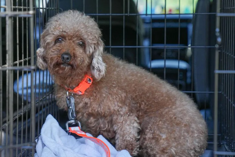 An adult small-sized female Poodle dog named Trixie Jo for adoption in Columbus, OH