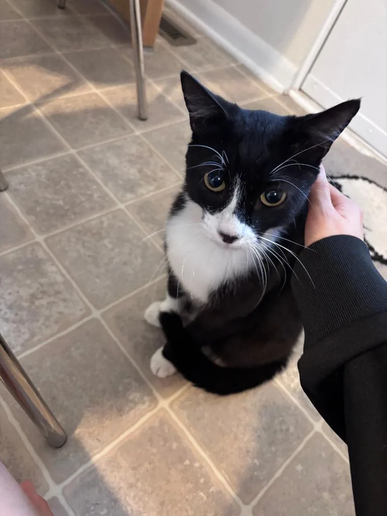 A young medium-sized male Domestic Short Hair cat named Cookie for adoption in Crocker, MO