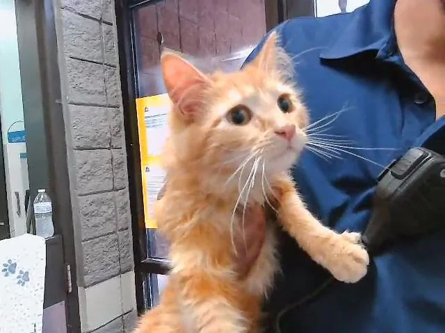 A baby small-sized male Domestic Short Hair cat named Riven for adoption in Tulsa, OK