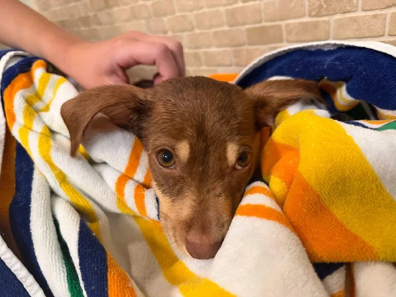 A baby medium-sized male Brown / Chocolate Mixed Breed dog named Dobby for adoption in Anna, TX