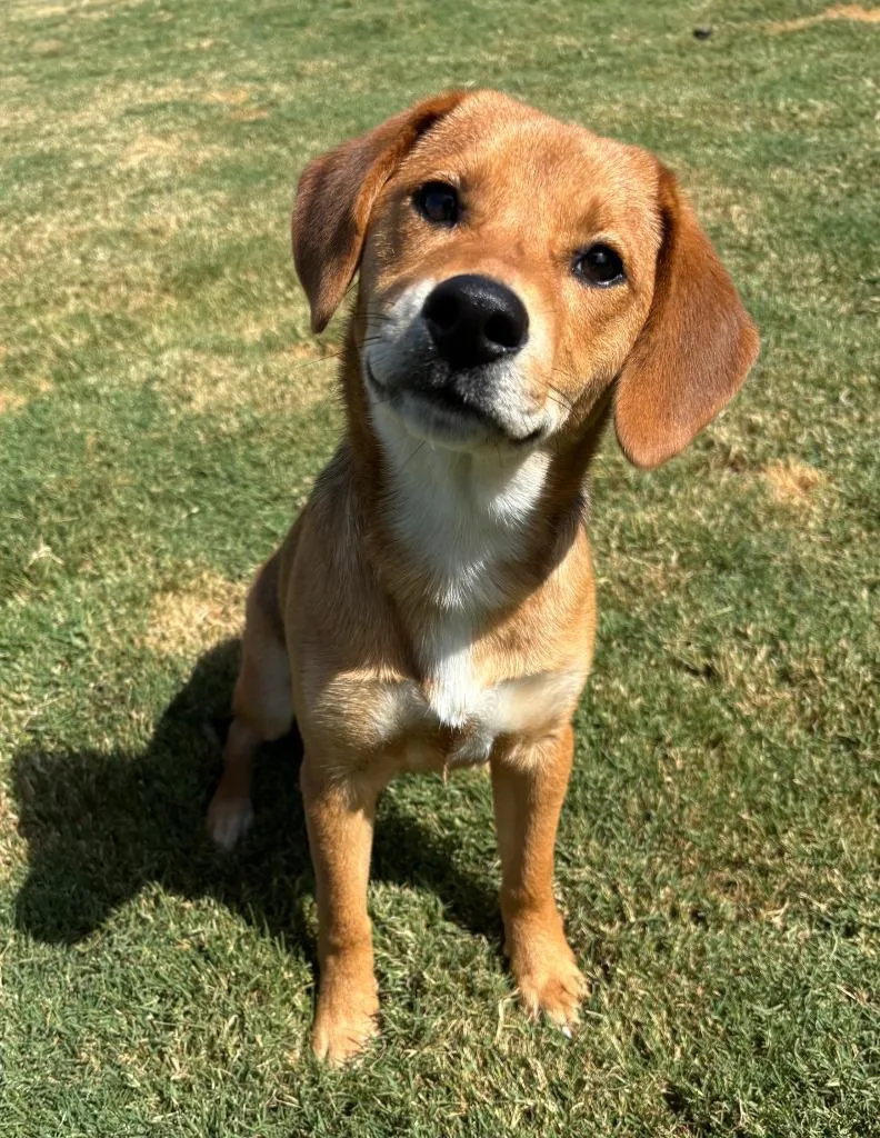 A baby medium-sized female Shiba Inu dog named Diva for adoption in Little Elm, TX