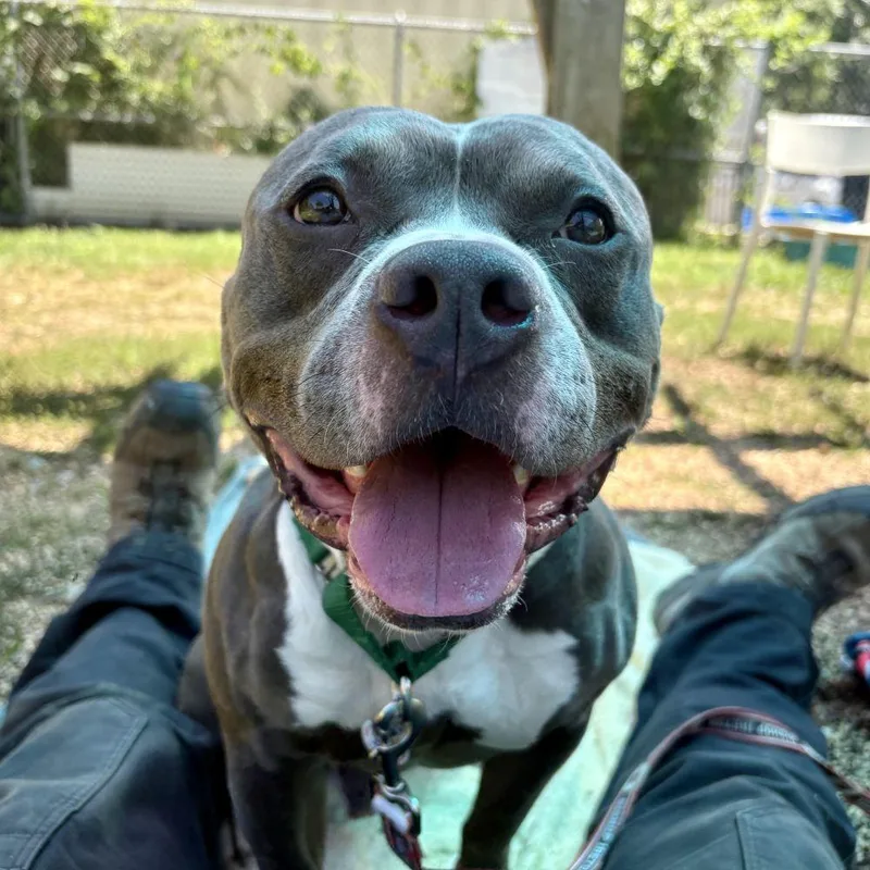 An adult large-sized male Gray / Blue / Silver Mixed Breed dog named Zeus for adoption in Alexandria, VA