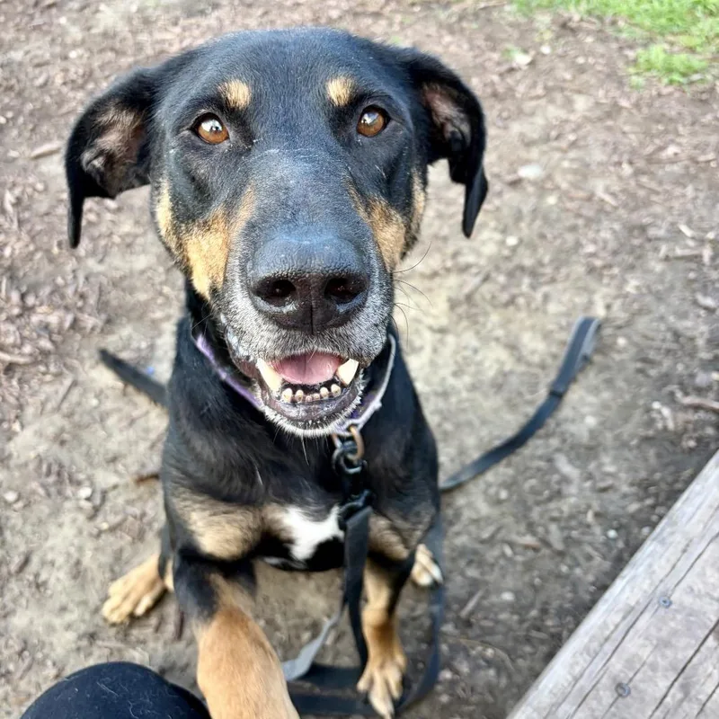 An adult large-sized male Black Great Dane dog named Buckley for adoption in Champaign, IL