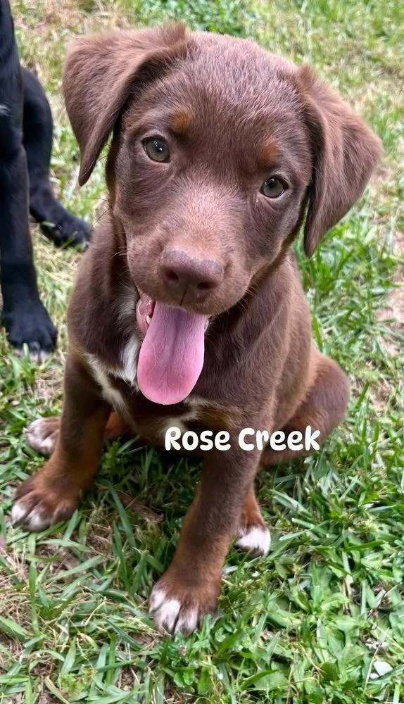 Rose Creek “magnificent ” thumbnail 3