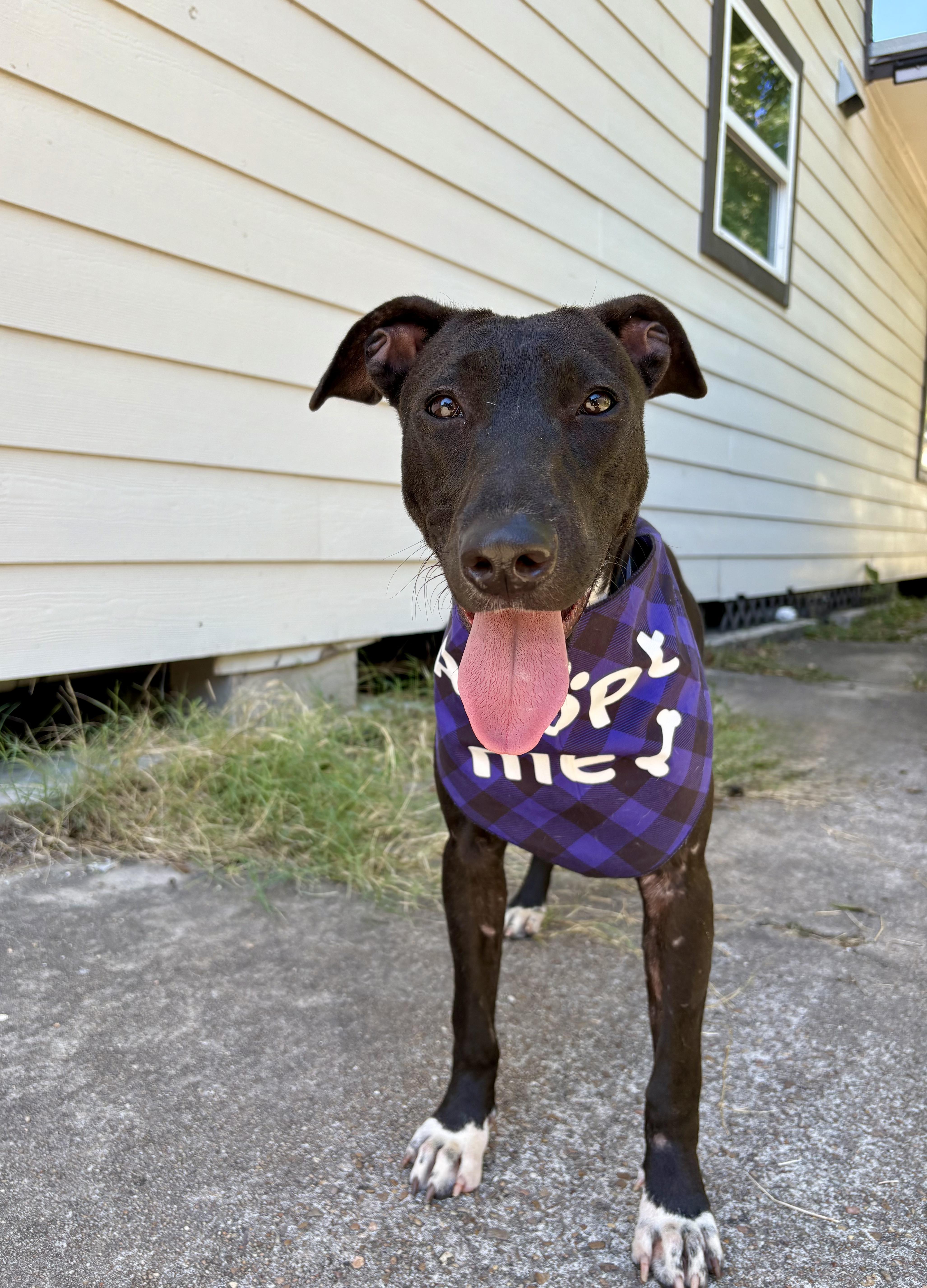 A young medium-sized female Black Greyhound dog named Emery for adoption in Houston, TX