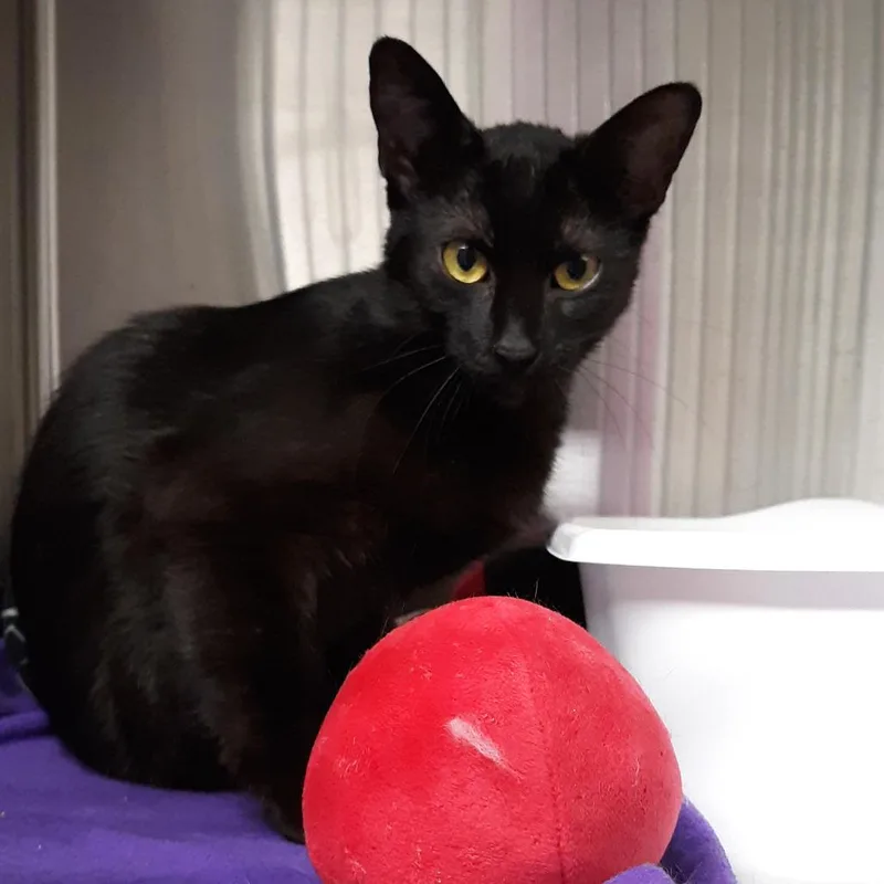 A young medium-sized female Black Domestic Short Hair cat named JiJi for adoption in Spokane, WA