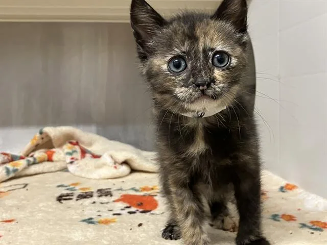 A baby small-sized female Domestic Short Hair cat named Blue for adoption in Tustin, CA