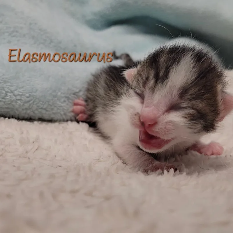 A baby small-sized male Brown / Chocolate Domestic Short Hair cat named Elasmosaurus for adoption in Parkersburg, WV